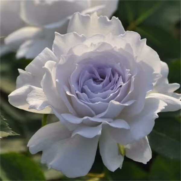 路西法月季花苗大花浓香玫瑰花开花四季盆栽花卉植物