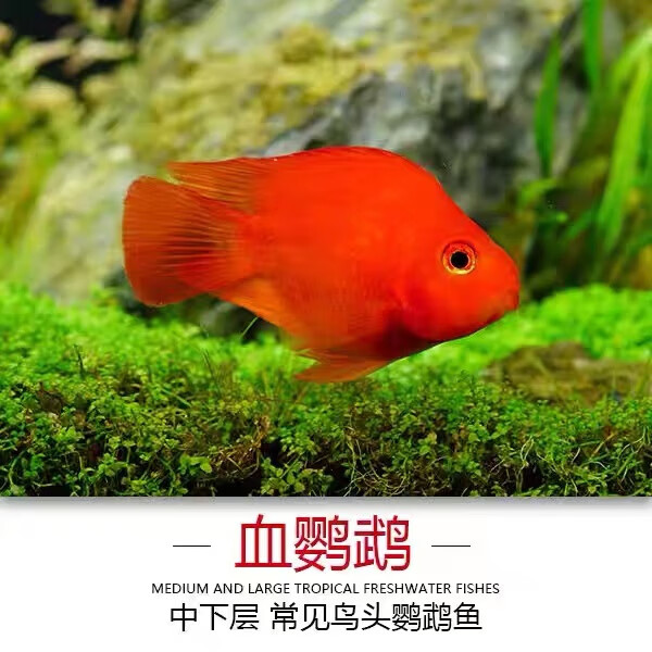 黄鹦鹉元宝红财神热带鱼发财鱼招财猫银龙鱼淡水招财 血鹦鹉8-10cm2条