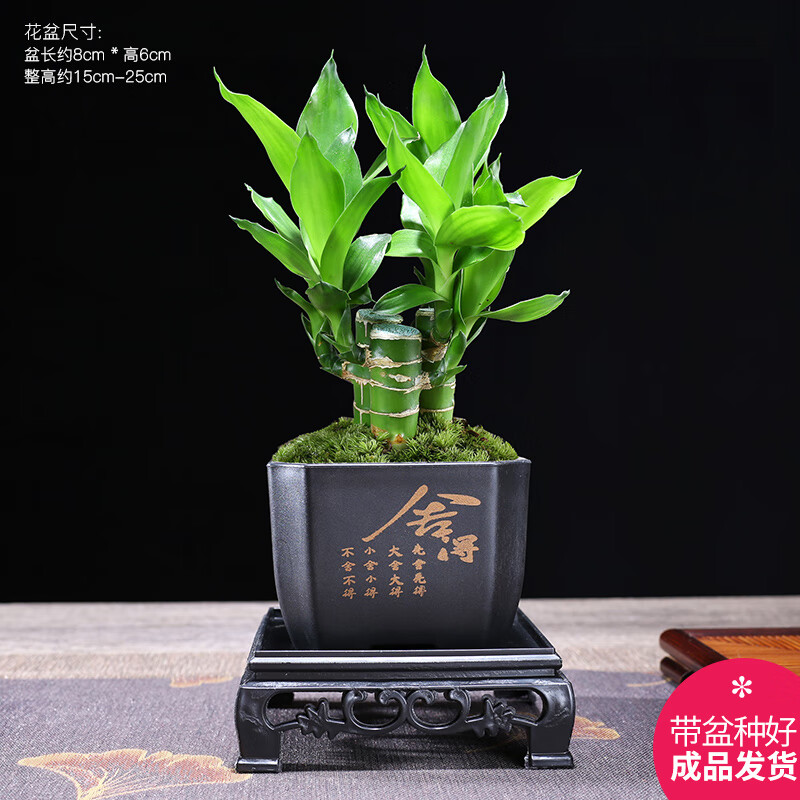 幼薇 富贵竹丛林+四方舍得PVC盆+方形底盘 