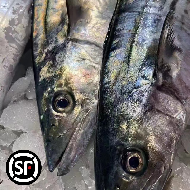 青岛原产地大鲅鱼蓝点马鲛鱼冷冻肉厚鲜嫩顺丰冷链包邮 整条9-9.5斤