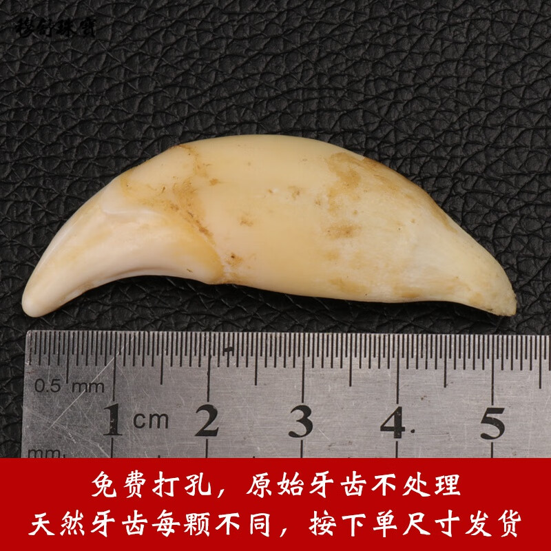 穆舒 真品藏獒牙黑狗牙儿童项链男女骨质狼牙情侣吊坠婴儿个性手链 5