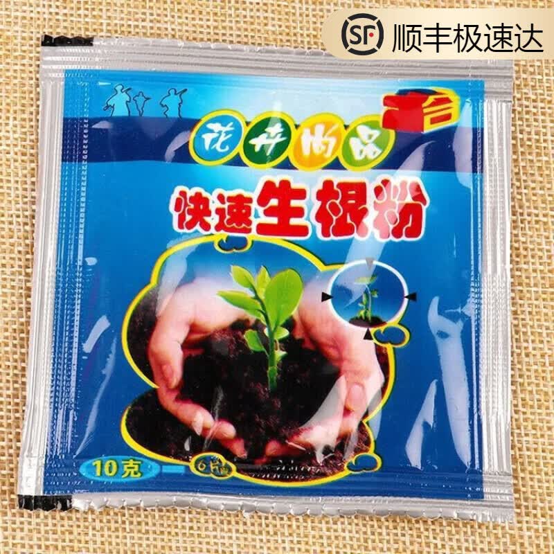 姒桀广州发货增城挂绿荔枝果树苗观音绿荔枝树苗桂花香荔枝苗当年结果