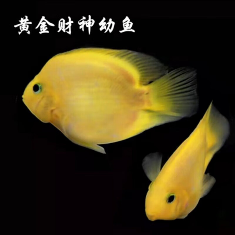 黄金财神鱼一字嘴起头红财神鹦鹉鱼热带淡水台湾黄金元宝鹦 9