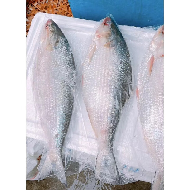 教蔬鲜生鲥鱼清水新鲜鲜活非冷冻海鲜水产淡水鱼鱼中珍品高端鱼类食材