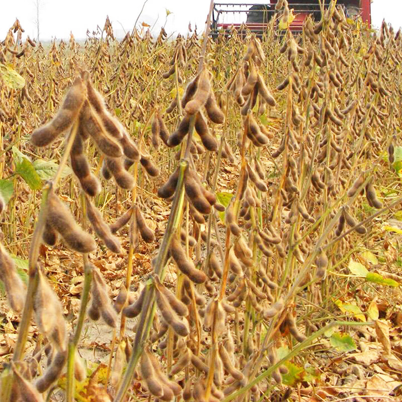 菏豆23大豆种子种籽夏季播大田稳产高抗倒黄豆种国审品种旱豆孑 菏豆