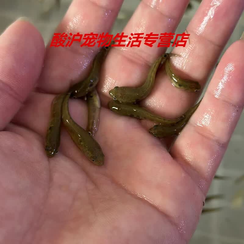 七星鱼观赏鱼阿萨姆冷水鱼凶猛眼镜雷龙鱼淡水观赏鱼耐养 七星鱼苗2-3