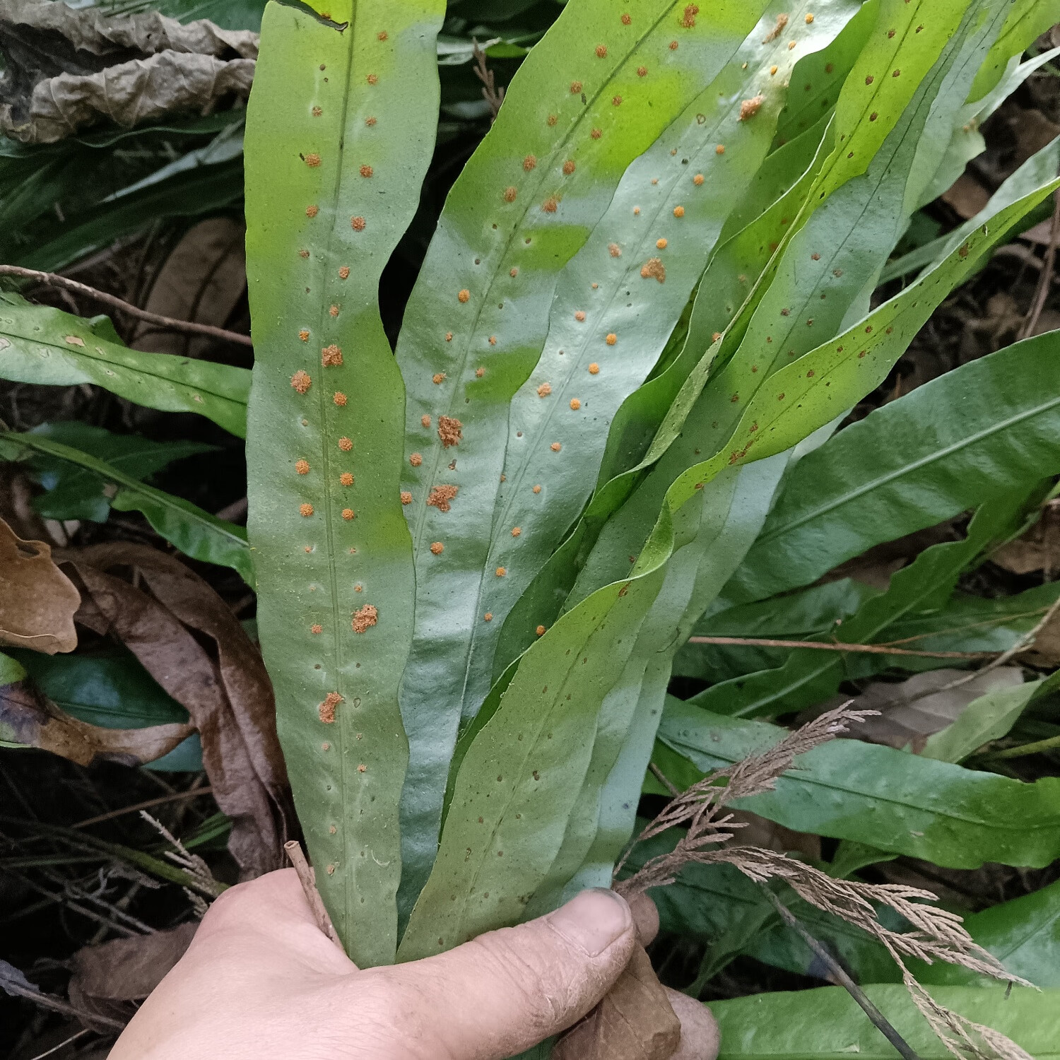 石苇大叶石苇肾筋草化石草肾金星草野生非种植干巴露中药材中药 鲜货