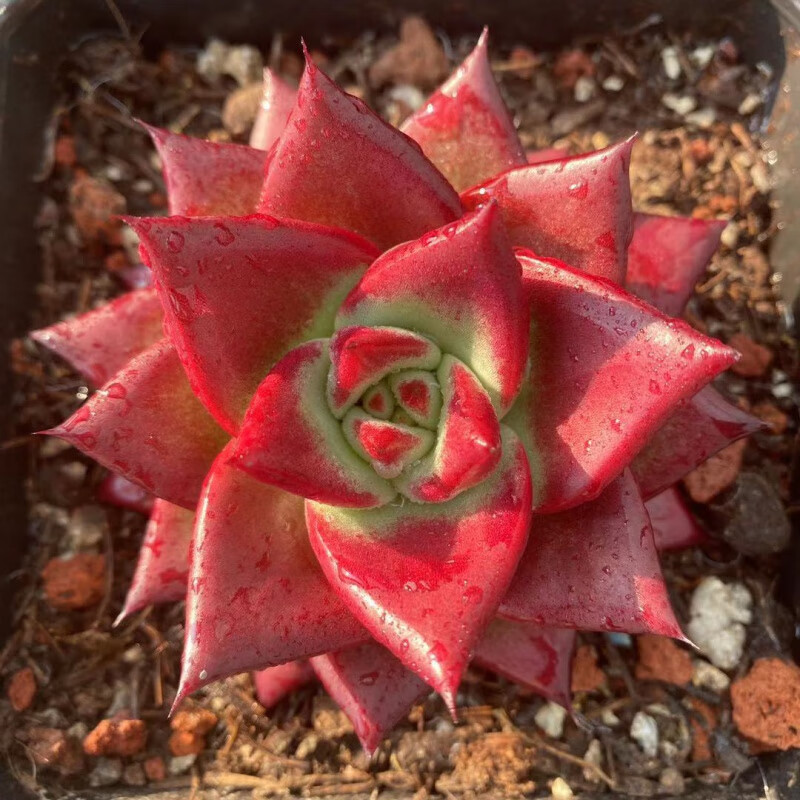 卉双送子观音莲花多肉植物群生多头易爆盆室内肉肉植物花卉盆栽