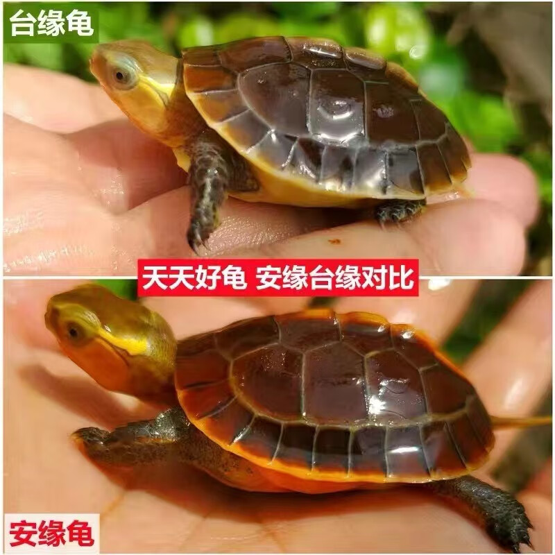 黄缘龟幼龟毕壳龟皖南安缘台缘大陆缘受精蛋包孵化