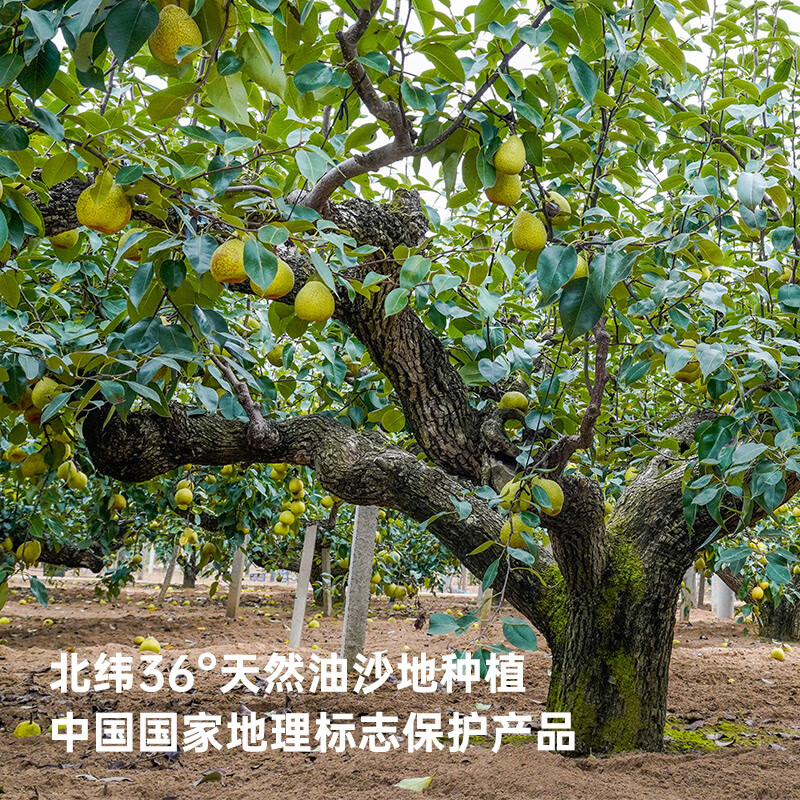 一枝笔莱阳梨汁饮料310ml*8罐装饮料清甜润口果汁梨味饮品 莱阳梨汁310ML*8罐【尝鲜装】