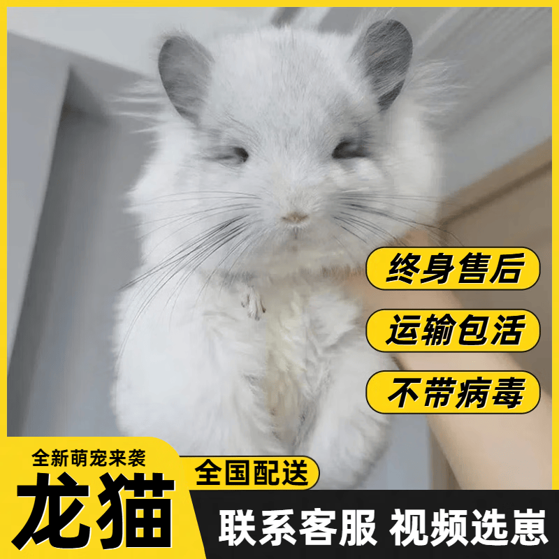 龙猫活物龙猫活体长毛宝宝龙猫活物幼崽宠物小龙猫紫灰米色 龙猫标灰