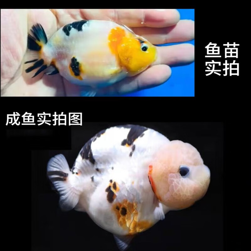 森悠精品兰寿金鱼三色奶牛黑色红白淡水活体好养观赏包金冷水鱼