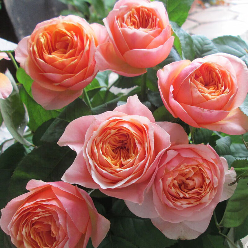 枫麦萱浓香 温柔珊瑚心月季花苗灌木阳台盆栽花卉 温柔珊瑚心中苗