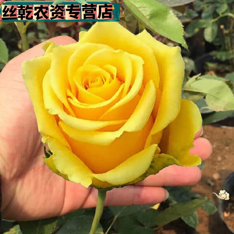 红色玫瑰带花苞花卉观花绿植物阳台盆栽大花 黑玫瑰 黄玫瑰中苗