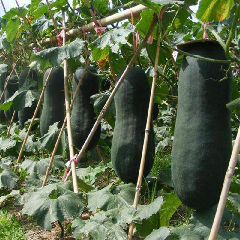 苗武云冬瓜苗秧四季苗子菜苗特大蔬菜苗黑皮粉皮早春小冬瓜种籽秧苗