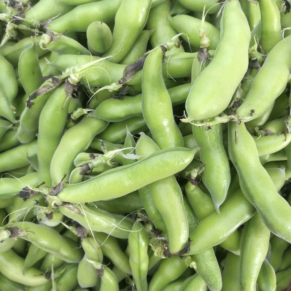 贵州新鲜蚕豆当季时令蔬菜农家胡豆青蚕豆罗汉豆带壳毛豆现货 2斤
