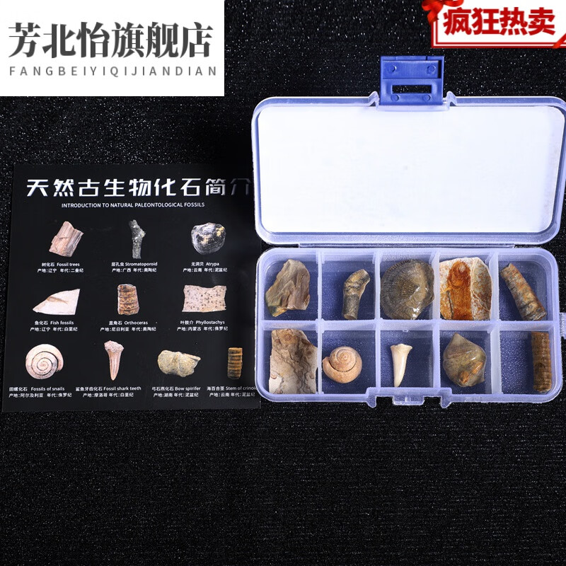 芳北怡天然古生物化石盒三叶虫植物鱼虫琥珀化石头儿童礼物淘矿科普