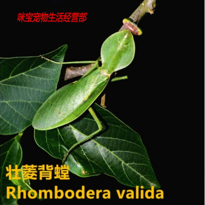 包邮壮盾螳螂宠物螳螂昆虫爬虫宠物螳螂壮菱背螳圆盾 状盾1零