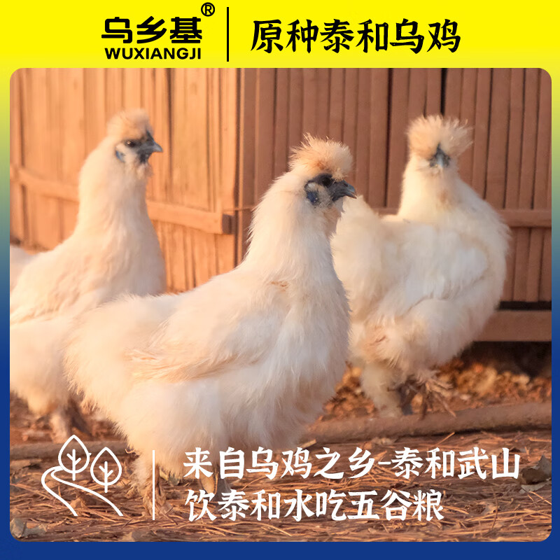 乌乡基原种泰和乌鸡180天日龄成年母鸡月子鸡散养土鸡活鸡现杀现发 【2只日常装】180天成年母鸡