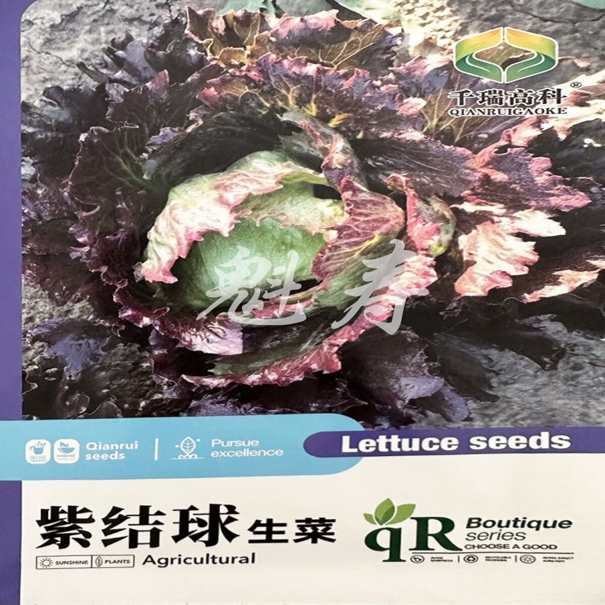 紫玉结球生菜种子中熟紫叶生菜种子四季奶油阳台盆栽籽种耐热耐寒