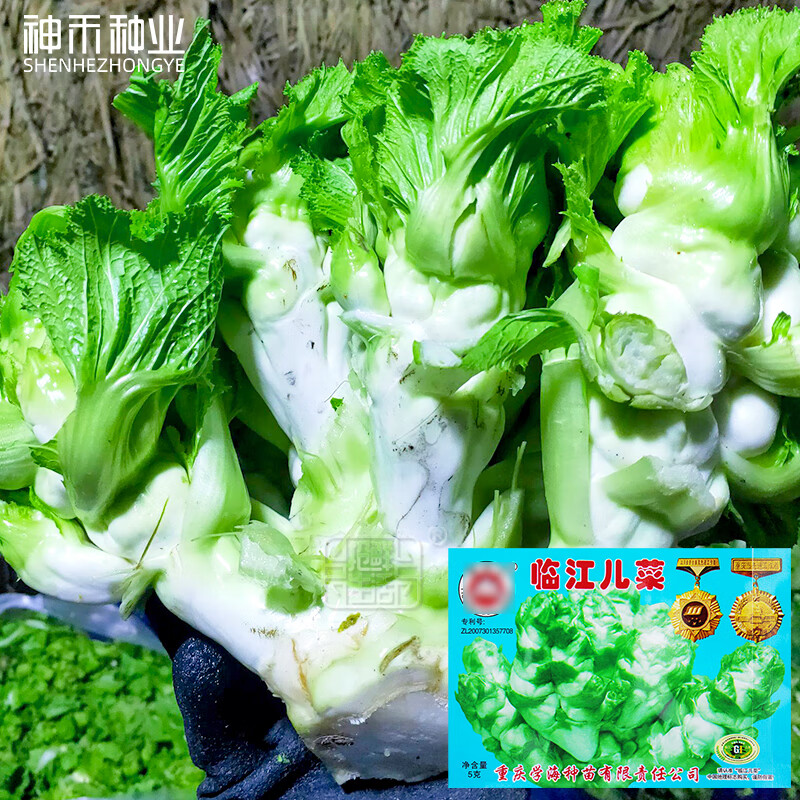 神禾四川儿菜种子娃娃菜抱儿莱籽早熟 临江儿菜种子 5g/袋