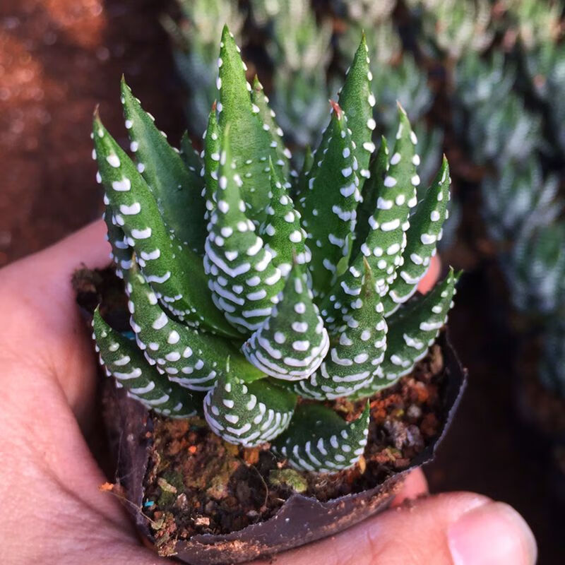 卉双金海鹰爪 硬叶十二卷多肉植物盆栽室内桌面绿植花卉 鹰爪  1盆 5.