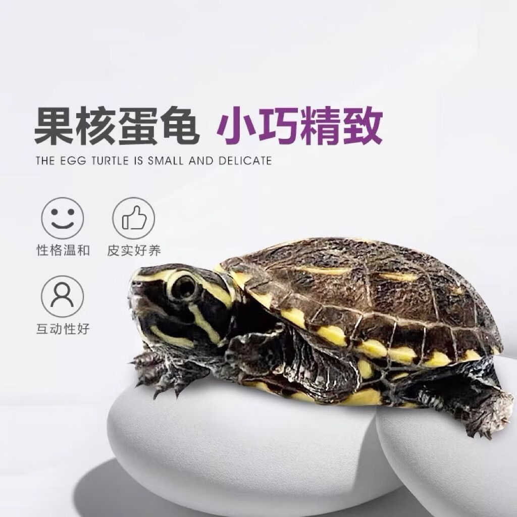果核龟蛋(包品种) 受精蛋一枚(赠送孵化工具)