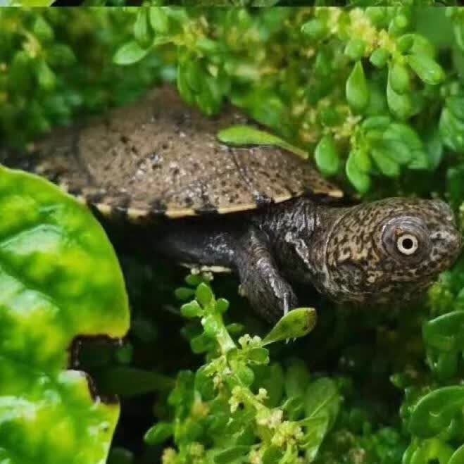 棱背侧颈龟苗宠物活体龟西非沼泽侧颈龟深水热带龟微笑仰泳龟 棱背侧