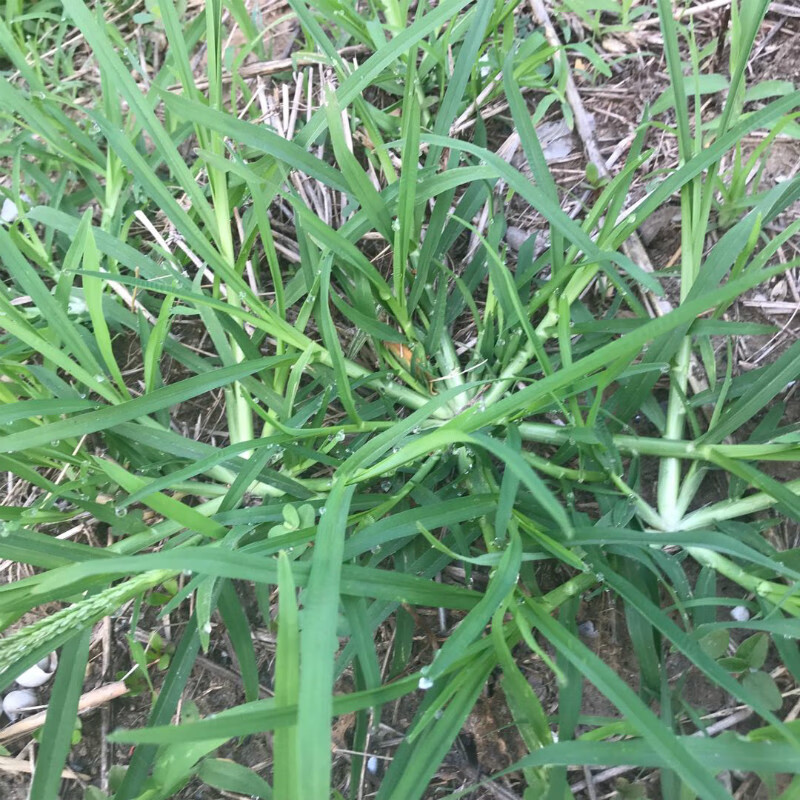 中草药种子  老驴拽护坡绿化混合草籽 杂草 牛筋草种子1000粒试种