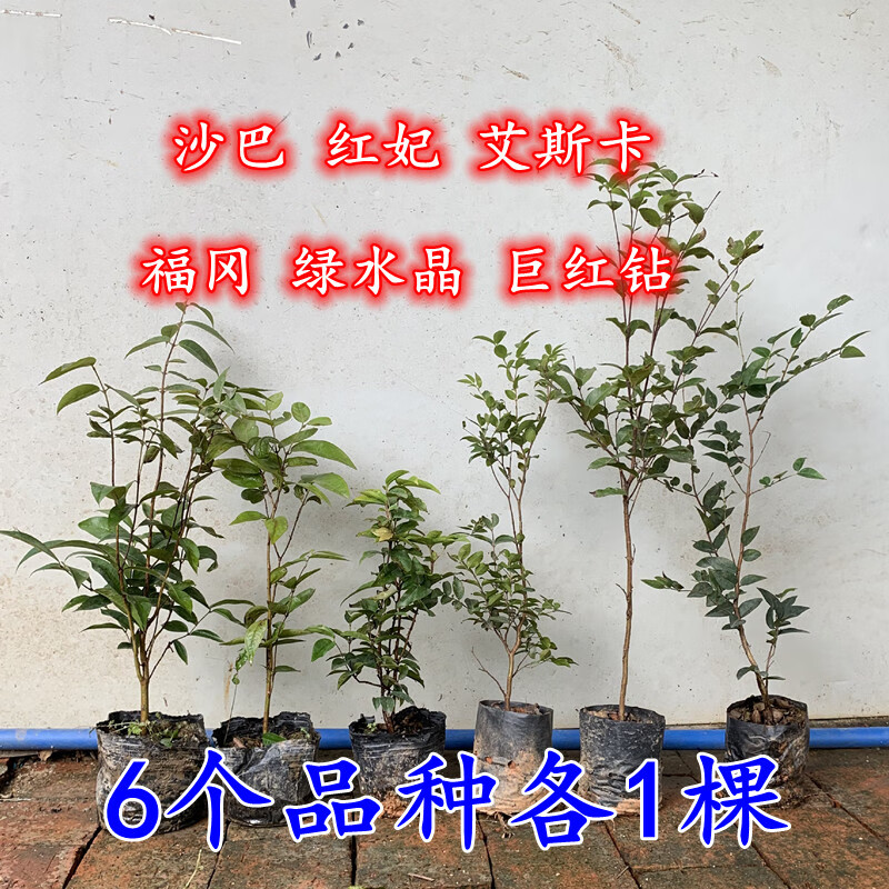 阳台庭院南北盆栽地栽红妃沙巴艾斯卡 6个品种(沙福红艾巨绿)一年半苗