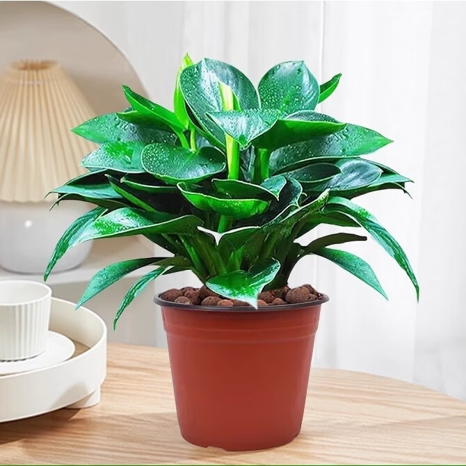 绿有意金钻盆栽植物水培绿植花卉多肉办公室内去吸除甲醛铂金钻绿公主 金钻20cm3棵(原土盆)+营养液 含盆