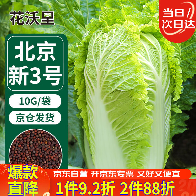 花沃里北京新三号大白菜种子10g/袋 蔬菜种子秋冬四季萝卜种子庭院田间