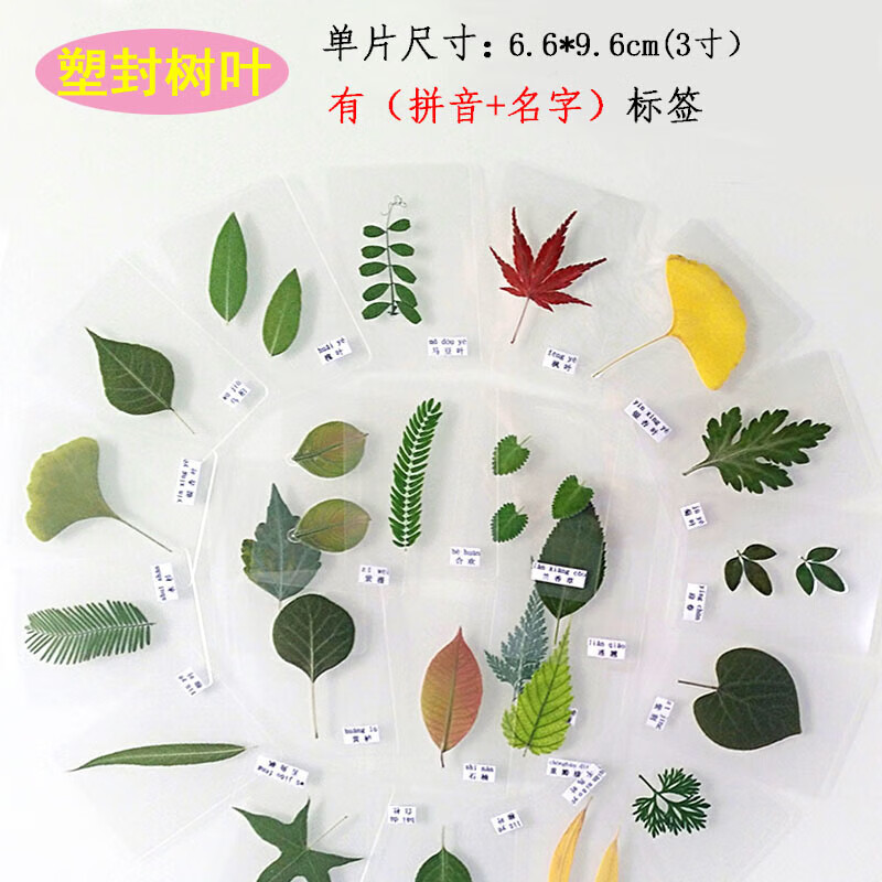 塑封树叶标本植物过塑绿色幼儿园认识叶子真枫叶干花学生书签贺卡 12
