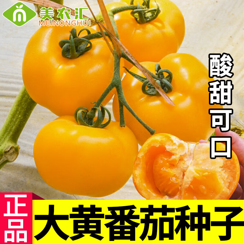 种菜记黄色番茄种子大柿子种苗泰国金莲大黄露地无限生长特色西红柿