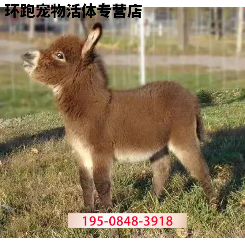 宠物驴一对迷你网红小毛驴活体儿童骑乘驴景区观赏小毛驴定金