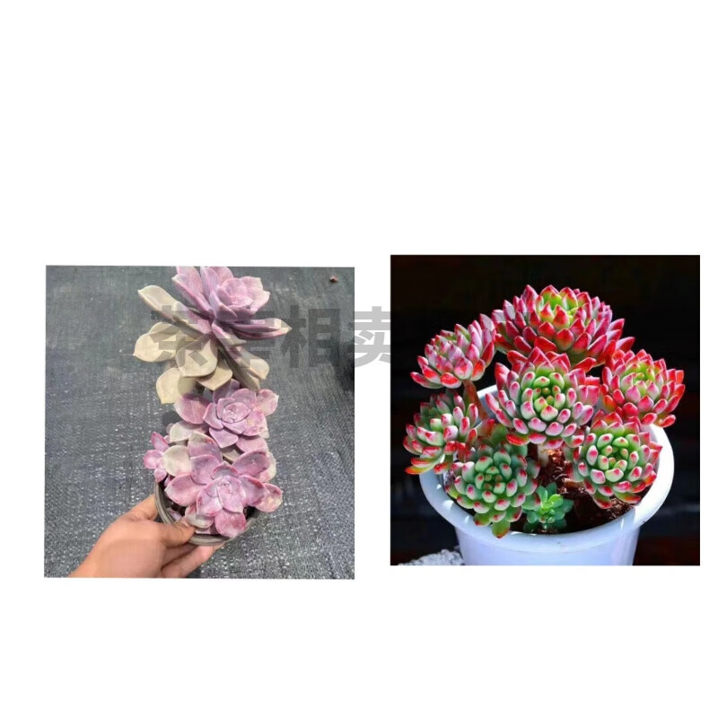 大株老庄超大冬季超大多肉植物血斑肉嘟嘟 哈利 初恋 巧克力 叮当锦