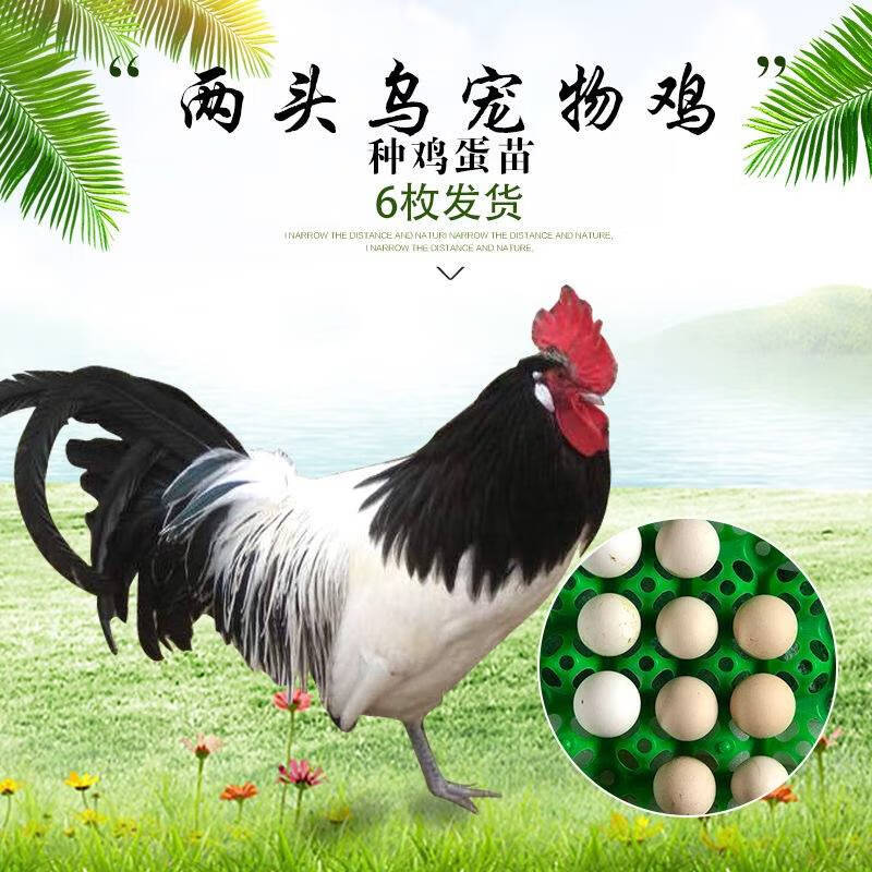 两头乌种蛋红色两头乌观赏鸡宠物鸡可孵化受精种蛋包纯种包受精率 1枚