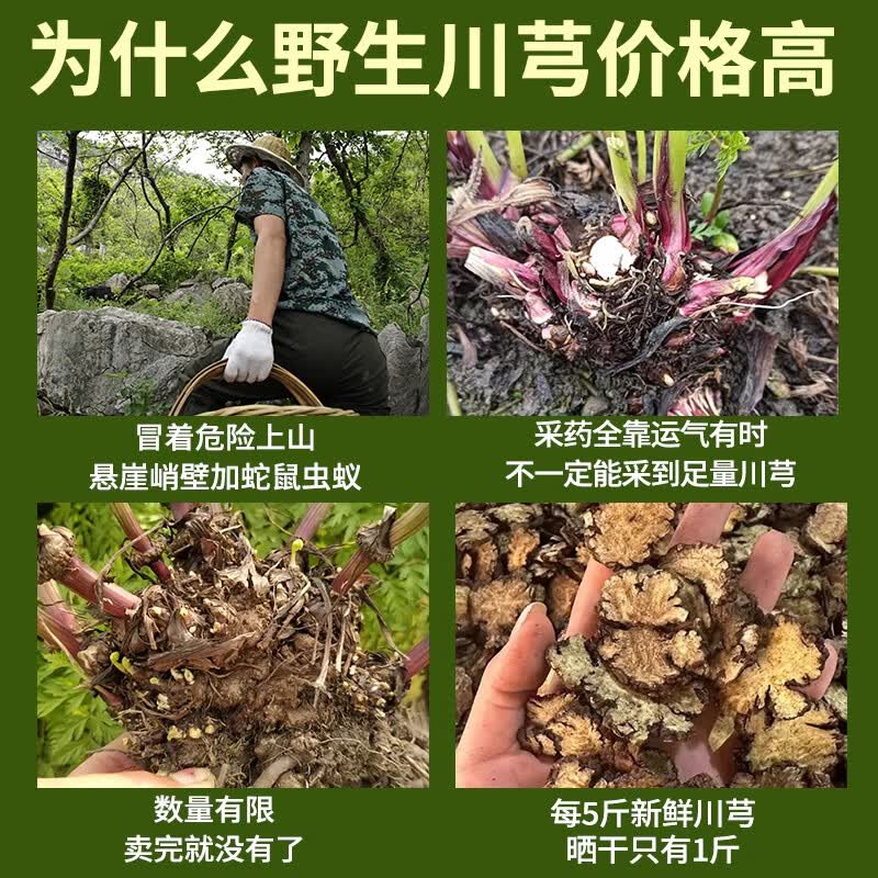 内廷上用北京同仁堂川芎片可搭野生中药材泡水喝新鲜川芎片食用煲汤新货 【北京同仁堂-官方正品】吃的放心 100g*1瓶 精选大片无硫川芎【1瓶】原价款无优惠