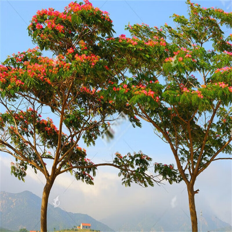 十家香合欢树苗合欢苗绒花树苗芙蓉花庭院绿化工程风景大树行道树 一