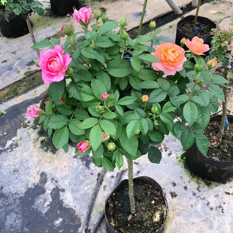 八目尚賞树桩月季花苗嫁接棒棒糖树状高杆大花多色欧月花树苗四季开花