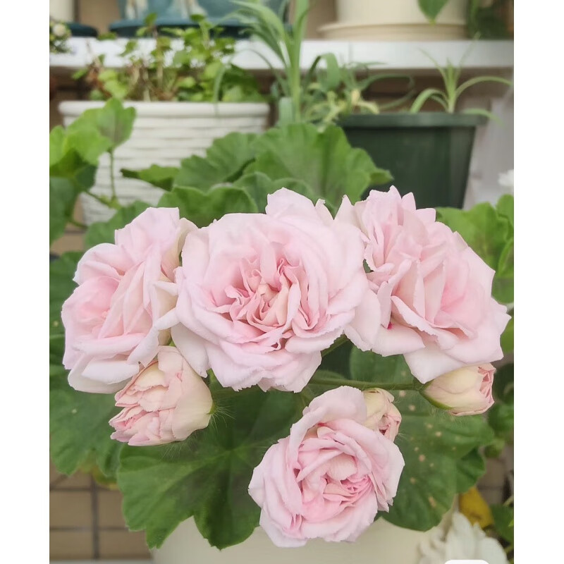 重瓣立天竺葵盆栽苗带花苞洋绣球四季开花好养阳台海棠庭院花卉 白鼠
