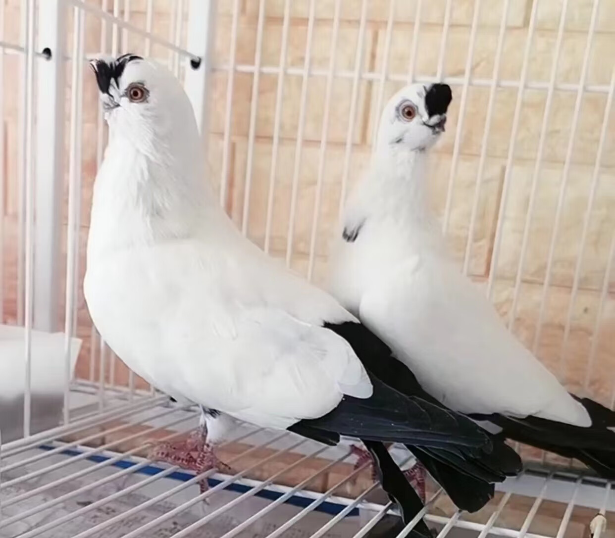 一对扬州大体点子高飞鸽子可孵化受精蛋包活小嘴铁翅点子种鸽