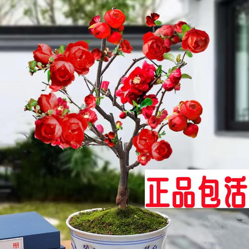 旺园兴正品重瓣长海棠花盆景海棠老桩庭院植物冬季耐寒四季阳台花卉 【原盆原土】长寿海棠花十年苗（精品老桩 开花成景）