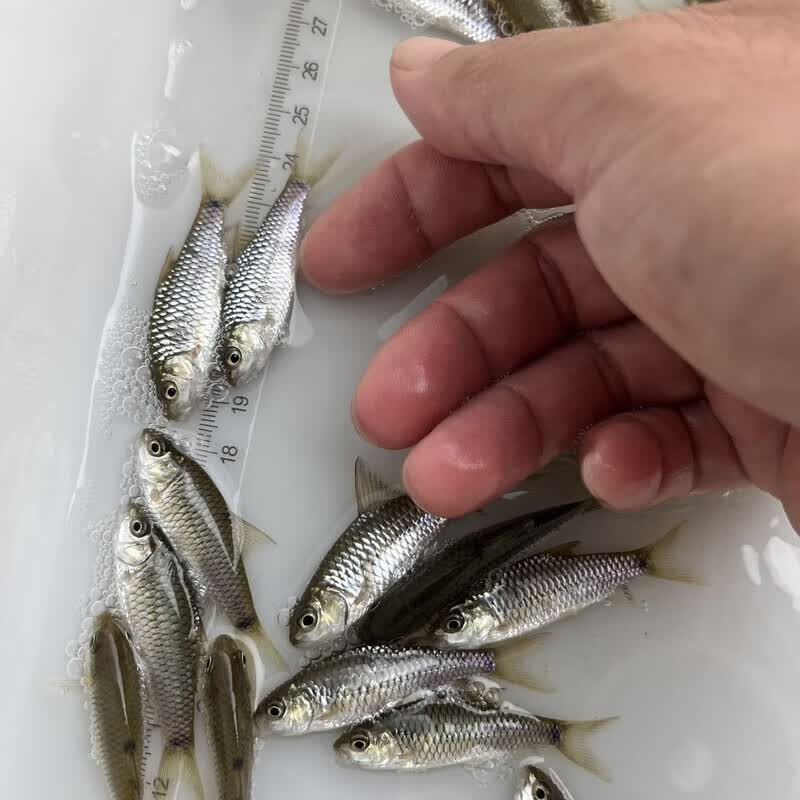 鲃鲤鱼苗倒刺鲃红面吉罗淡水养殖冷水原生 5-7厘米15条【正宗青竹鲤】