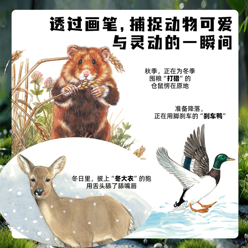 生命的故事 手绘版 400多物种80张翻页 动物世界昆虫朋友大百科自然科学科普绘本自然启蒙全书 3-8岁幼儿园儿童小学生课外阅读