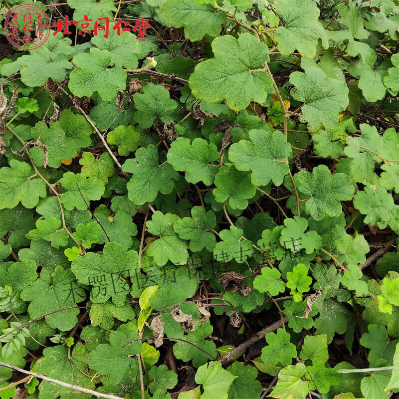 北京同仁堂  八月泡苗粗叶悬钩子苗大叶蛇泡簕中草药老虎泡地栽水果树