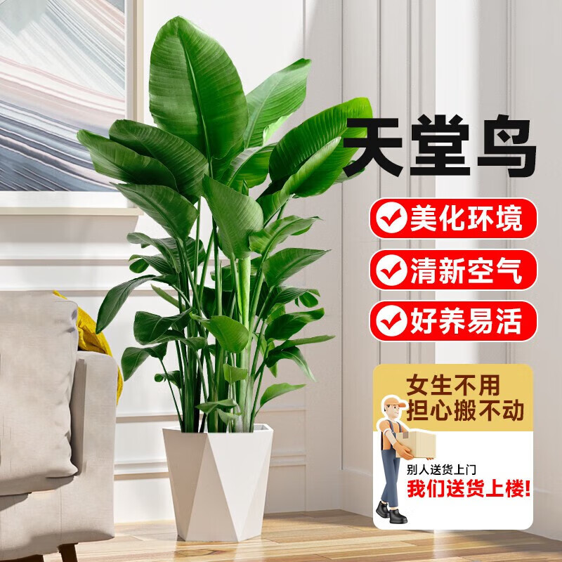 ���ڲ���������������������ֲ����������ֲ���԰칫����������Ҷֲ�ﻨ���辰 ������5�� 1.1-1.2m���������衿