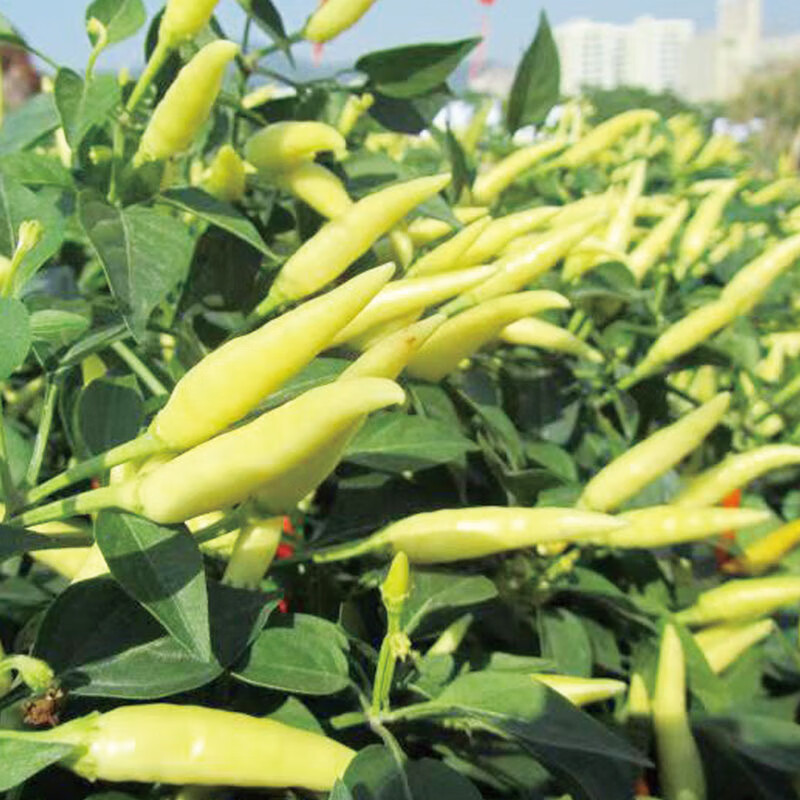 种菜记特辣泡椒种籽朝天椒 小米辣正大天箭二号高产辣味强辣椒蔬菜
