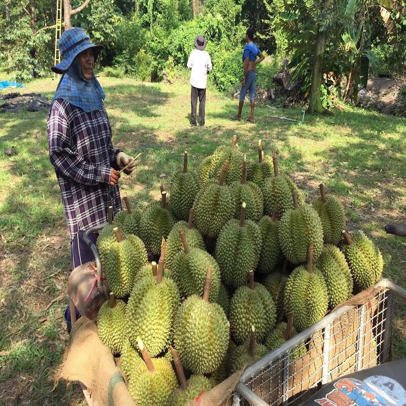 【A+级】泰国金枕榴莲整个新鲜带壳进口金枕14斤一箱榴莲30斤顺丰 金枕3-4斤【1个装】单果包3-4房