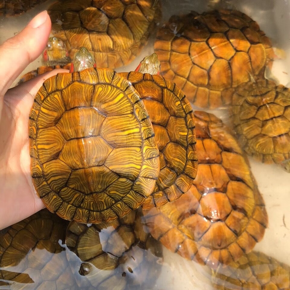 家养小乌龟活体小宠特大迷你招财情侣龟宠物龟活物巴西龟观赏龟 2-3